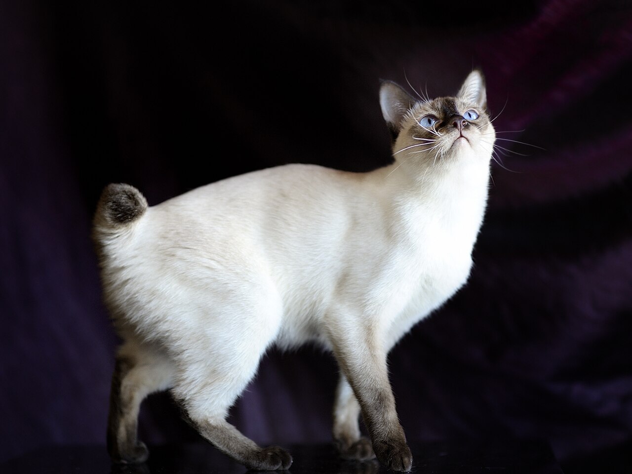 Mekong Bobtail — 4