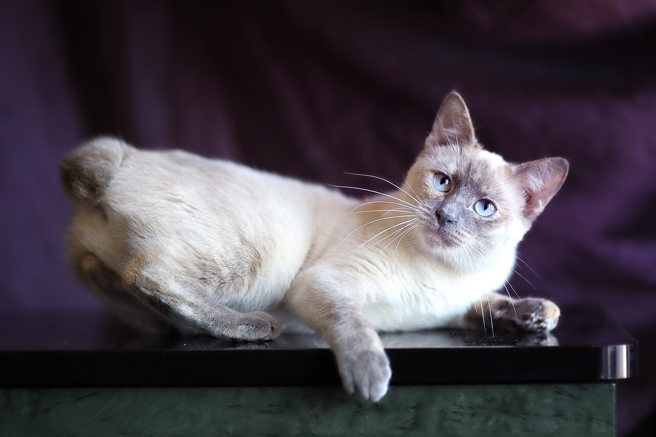 Mekong Bobtail — 5