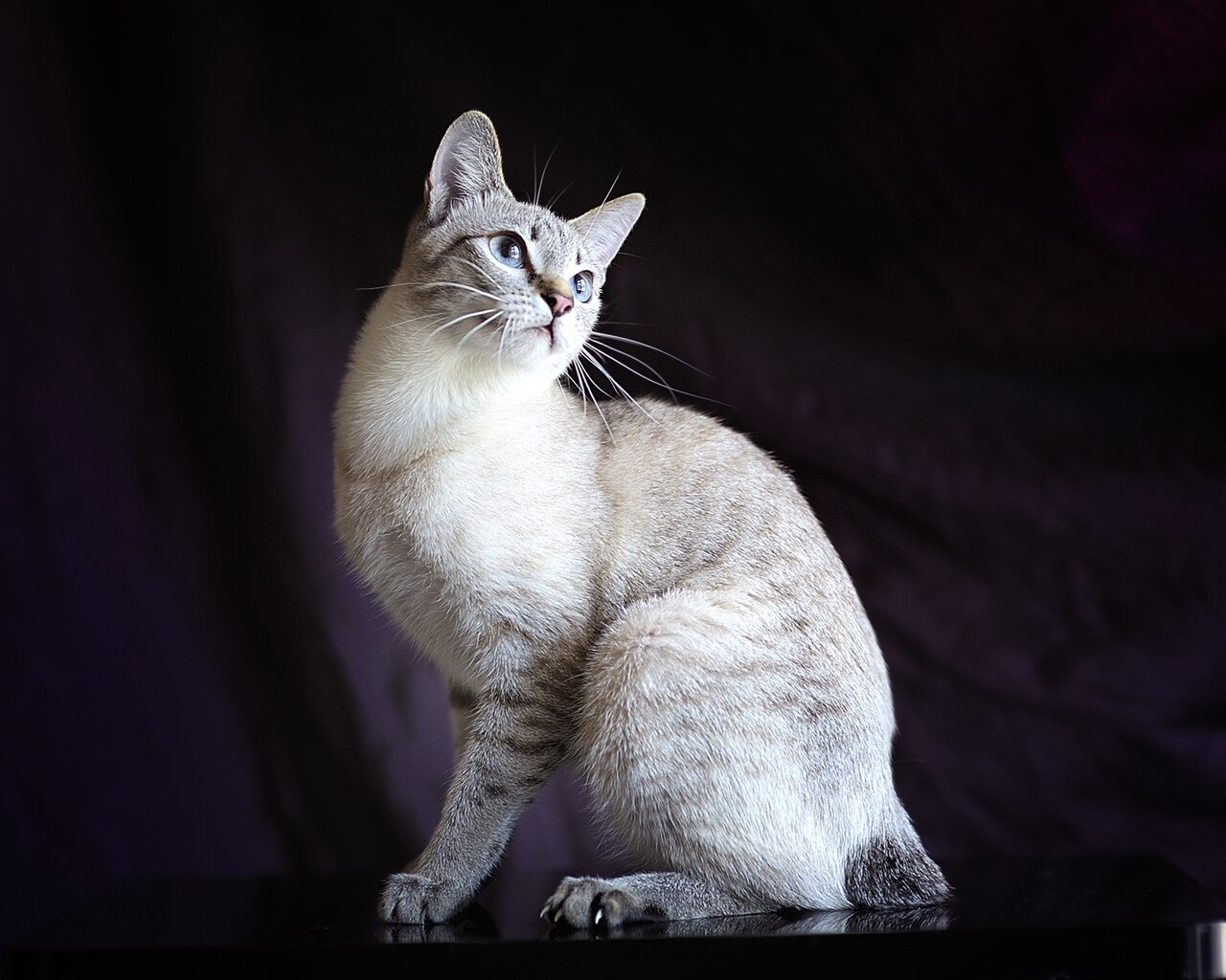 Mekong Bobtail — 6