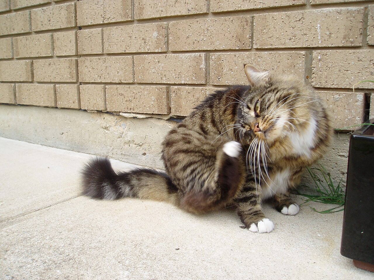 Munchkin — 1