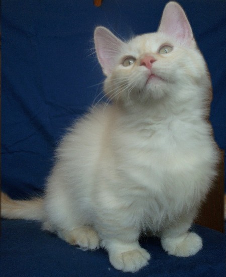 Munchkin — 3