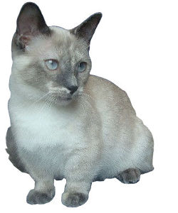 Munchkin — 6