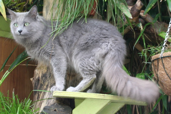 Nebelung — 1
