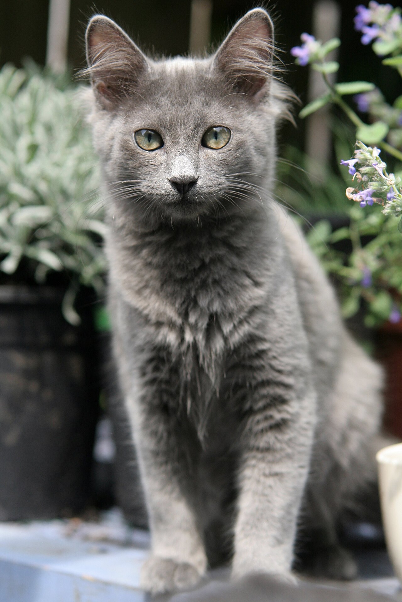 Nebelung — 2