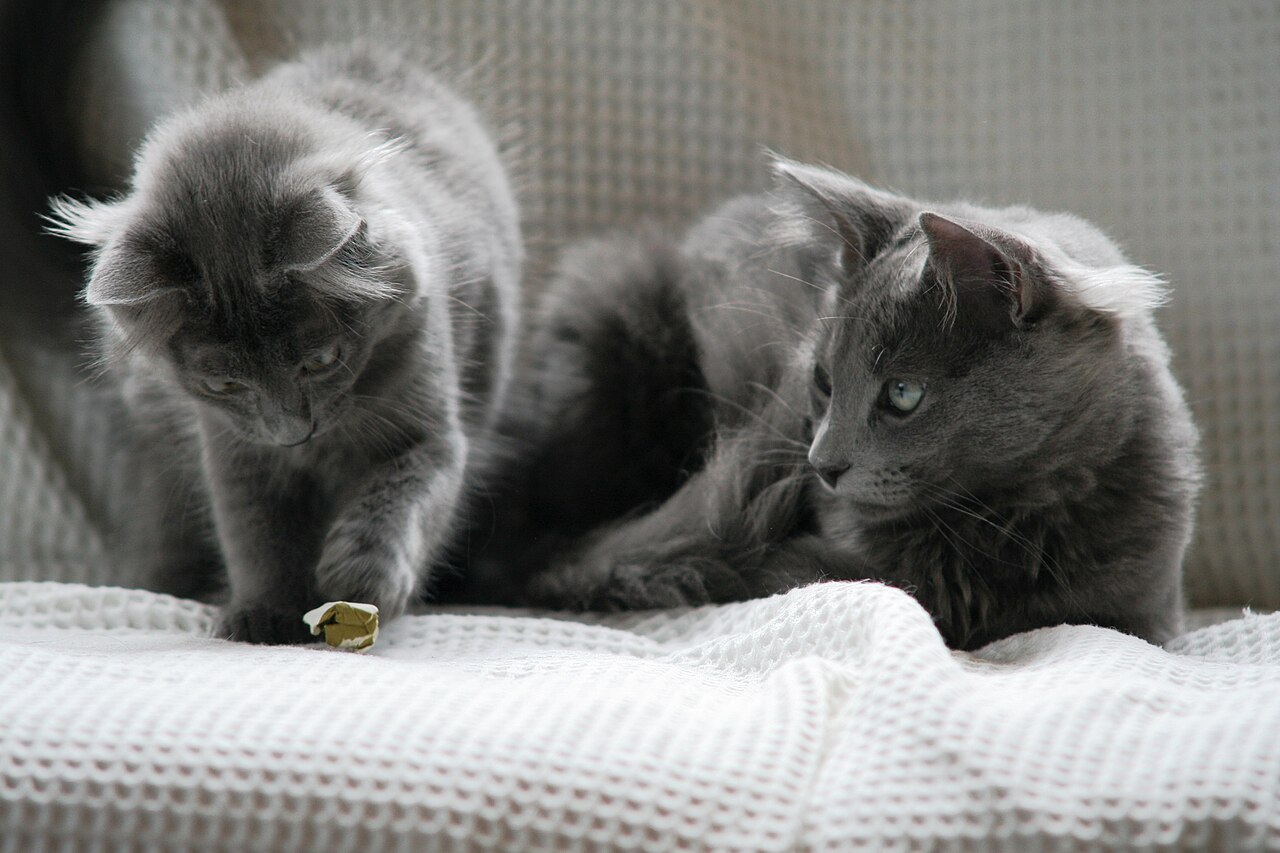 Nebelung — 3