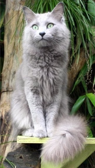 Nebelung — 4