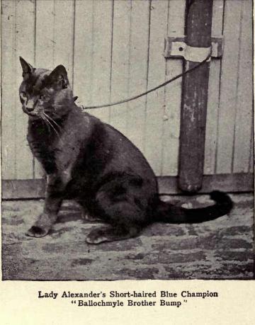 Nebelung — 5
