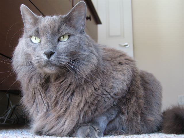 Nebelung — 6