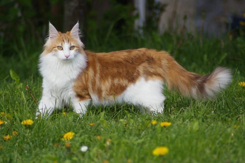 Norwegian Forest cat — 1