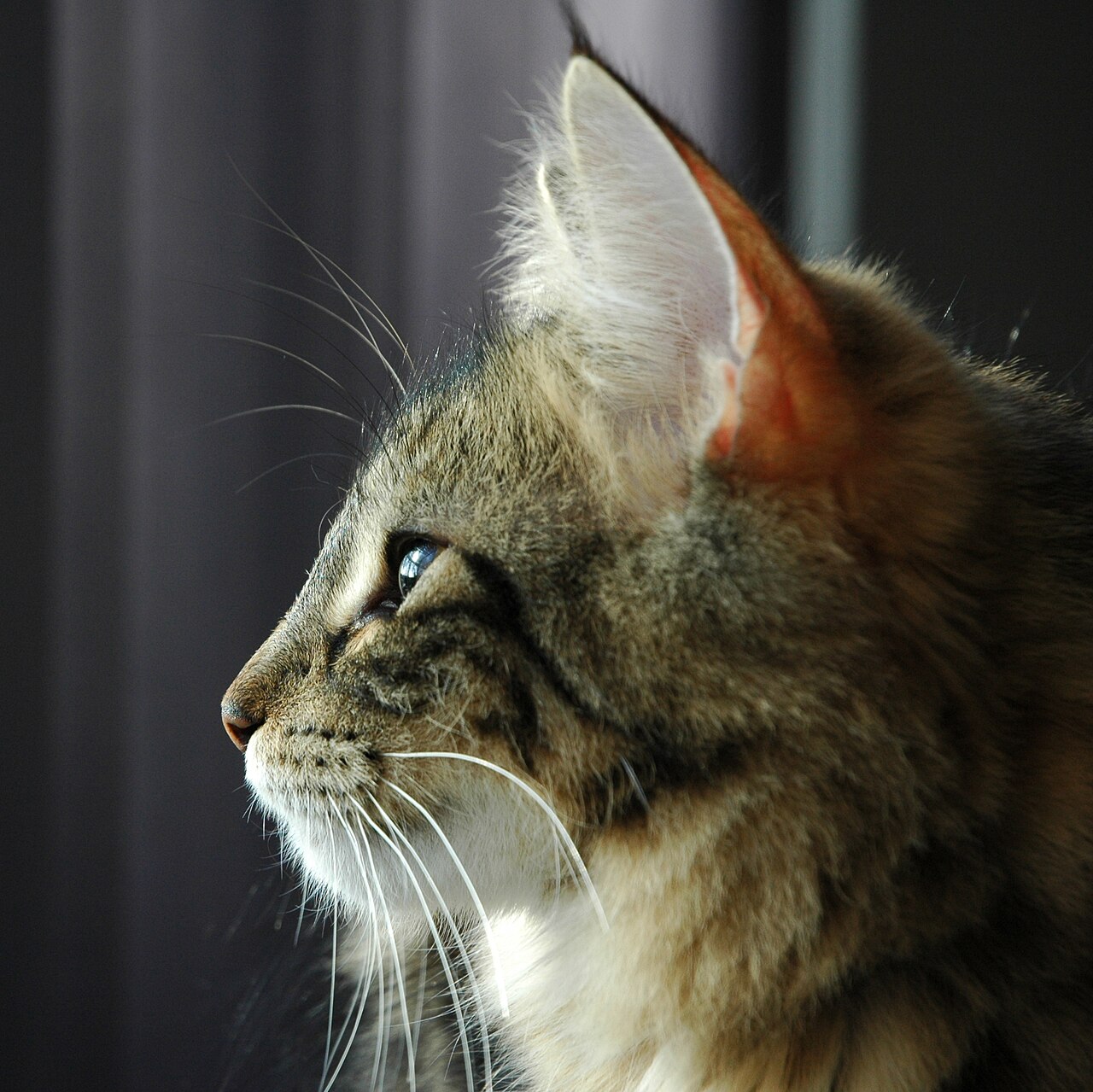 Norwegian Forest cat — 2
