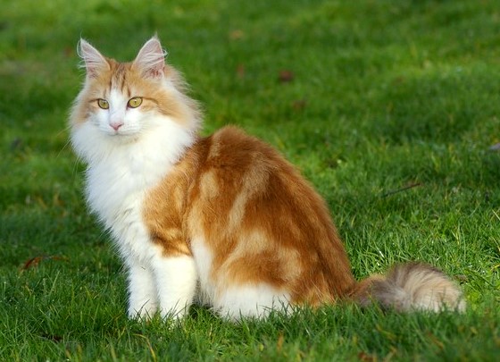 Norwegian Forest cat — 3