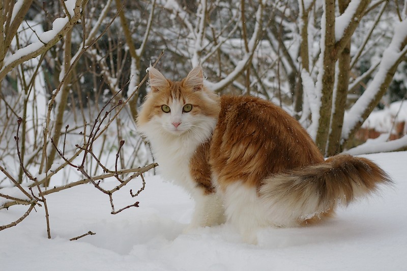 Norwegian Forest cat — 4