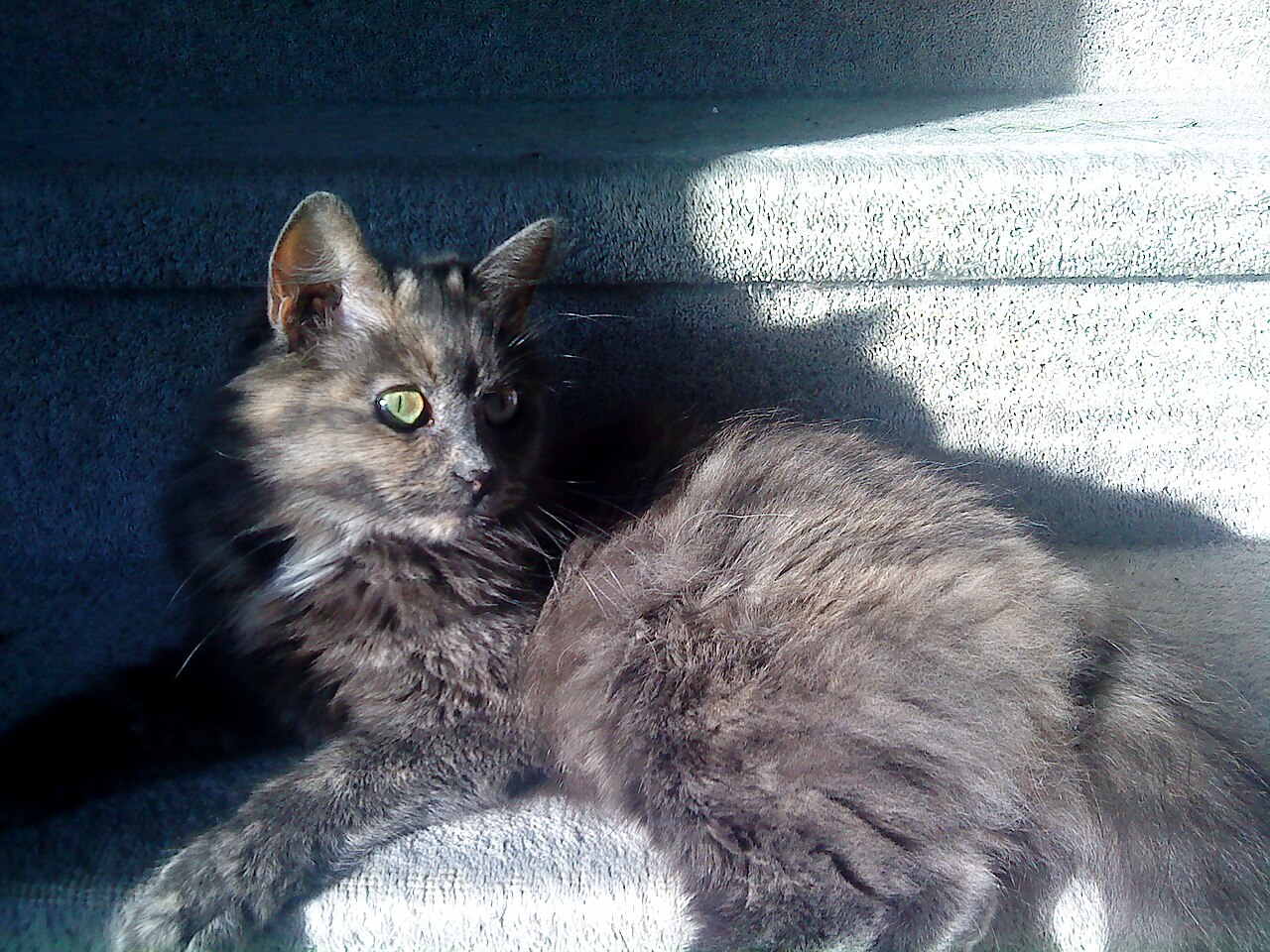 Norwegian Forest cat — 5