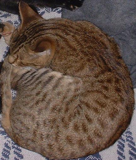 Ocicat — 1