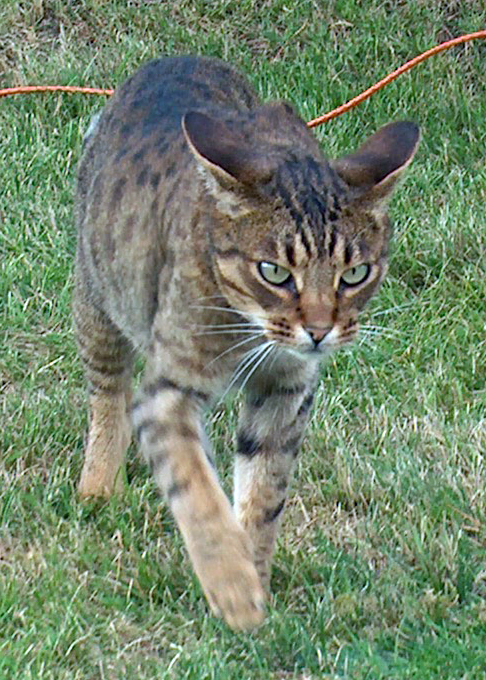 Ocicat — 2