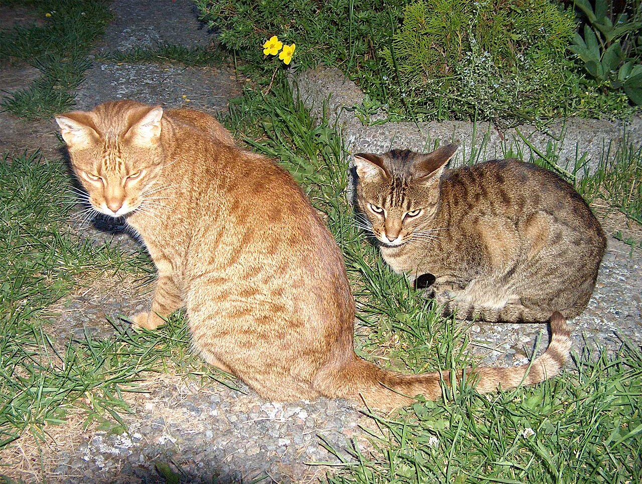 Ocicat — 3