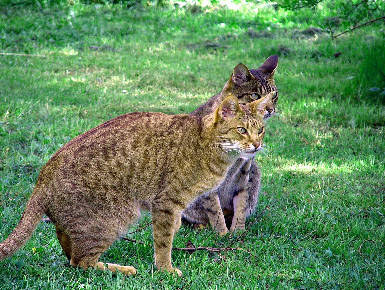 Ocicat — 4