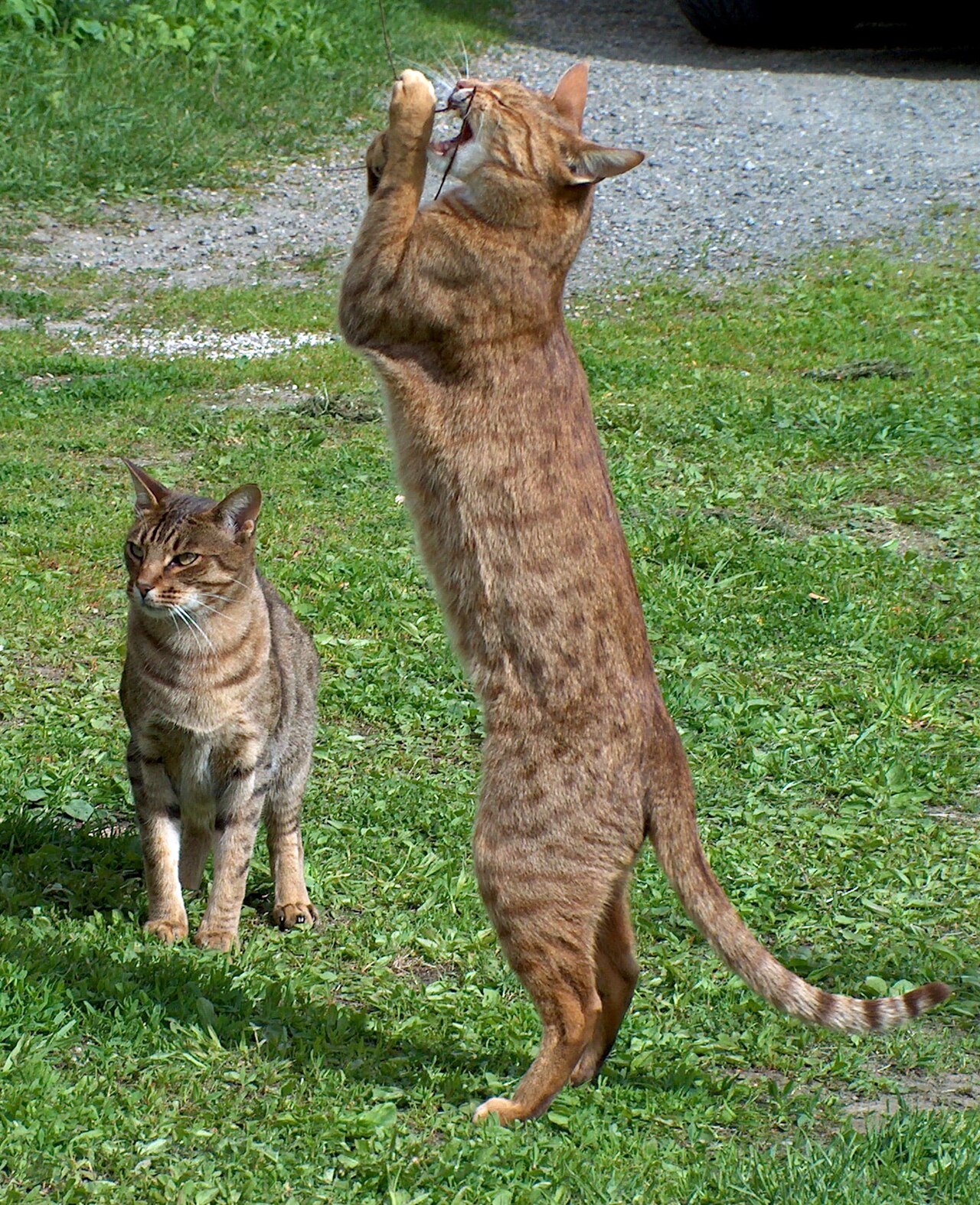 Ocicat — 5