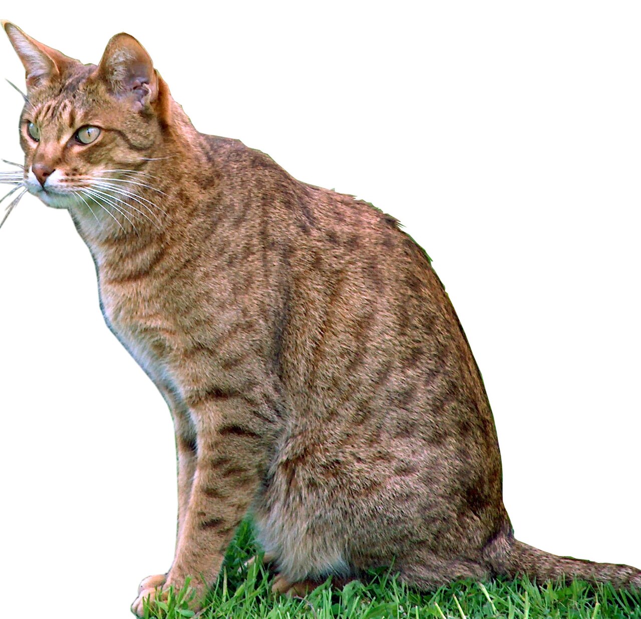 Ocicat — 6