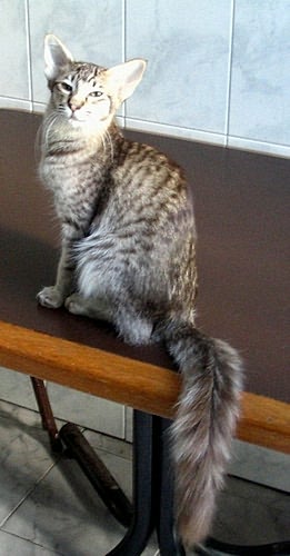 Oriental Longhair — 1