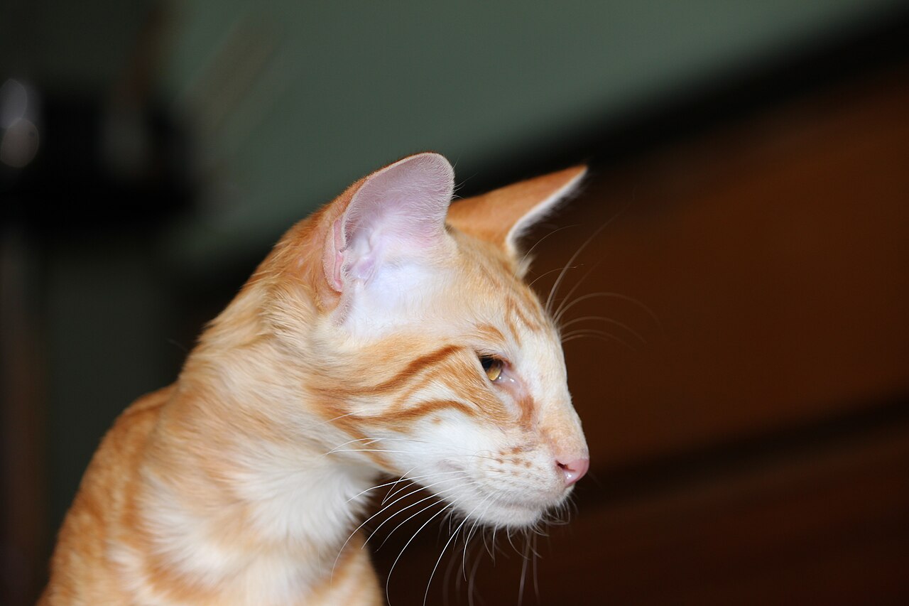 Oriental Longhair — 2