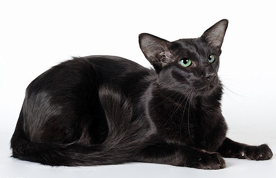 Oriental Longhair — 5