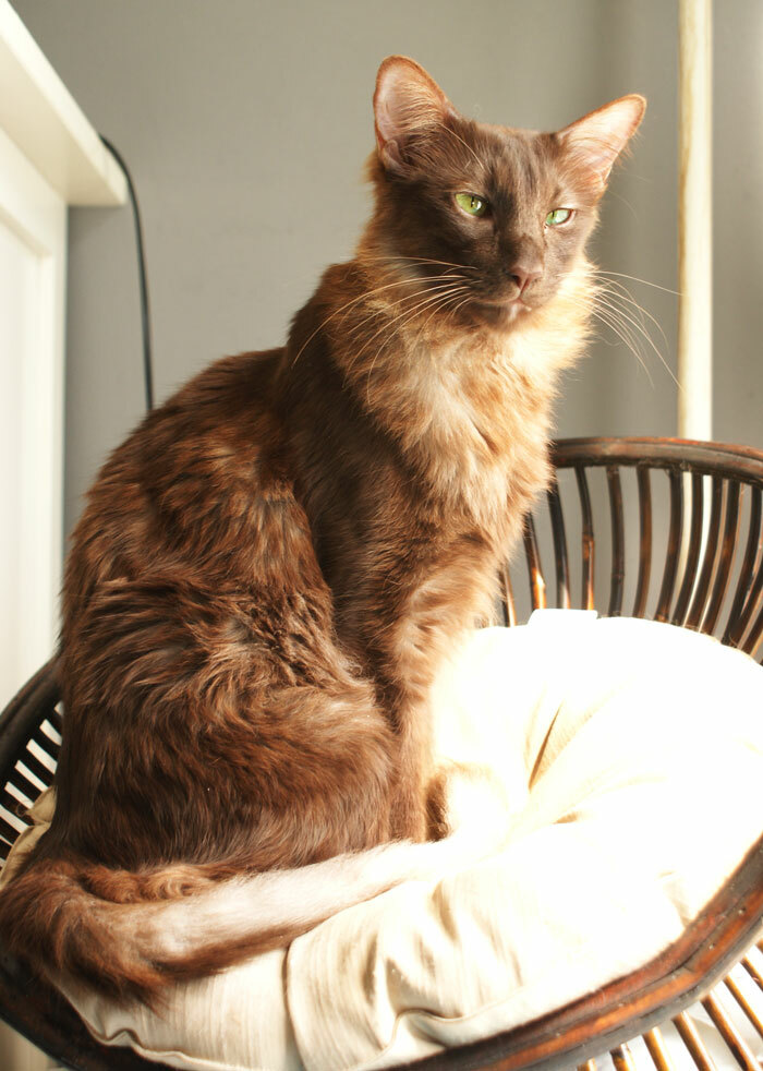 Oriental Longhair — 6