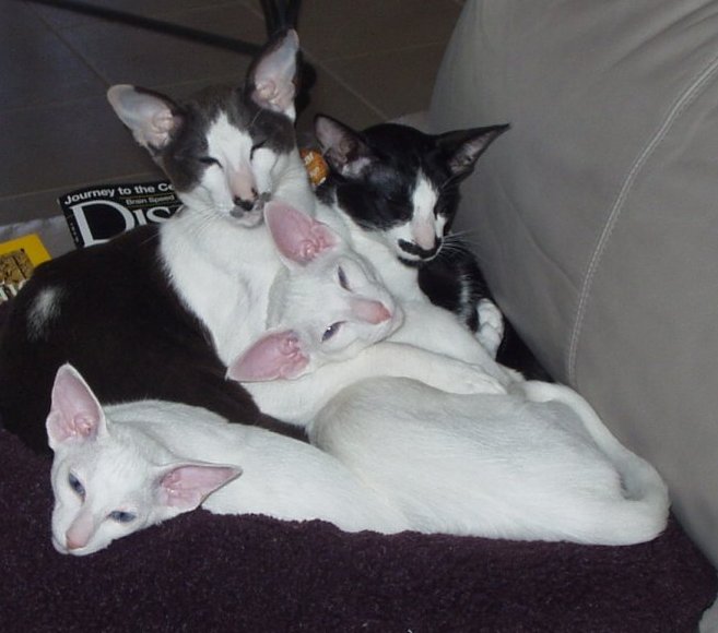 Oriental Shorthair — 1