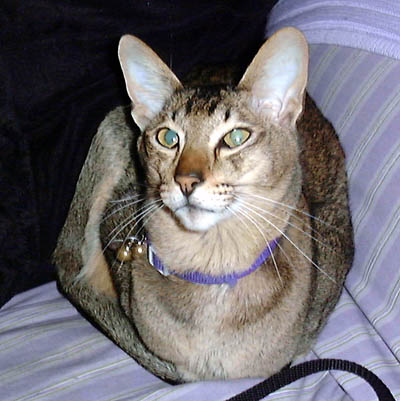 Oriental Shorthair — 2
