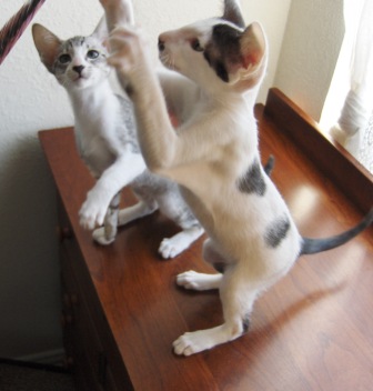 Oriental Shorthair — 3