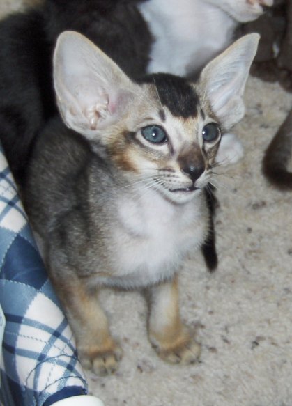 Oriental Shorthair — 5