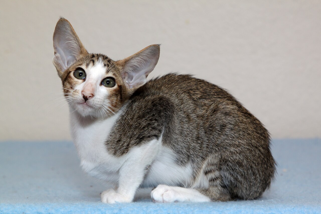 Oriental Shorthair — 6