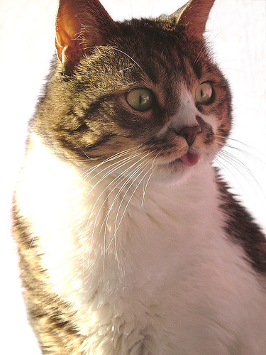 PerFoldæ(Experimental Breed - WCF)