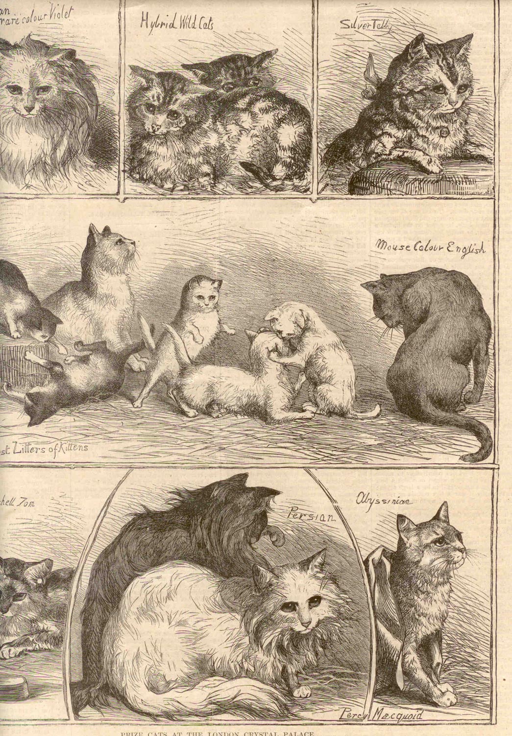 Persian (Modern Persian Cat) — 1