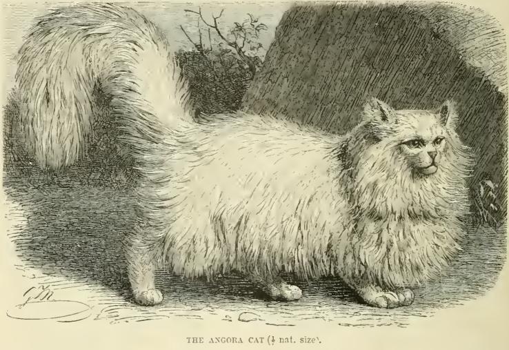 Persian (Modern Persian Cat) — 2