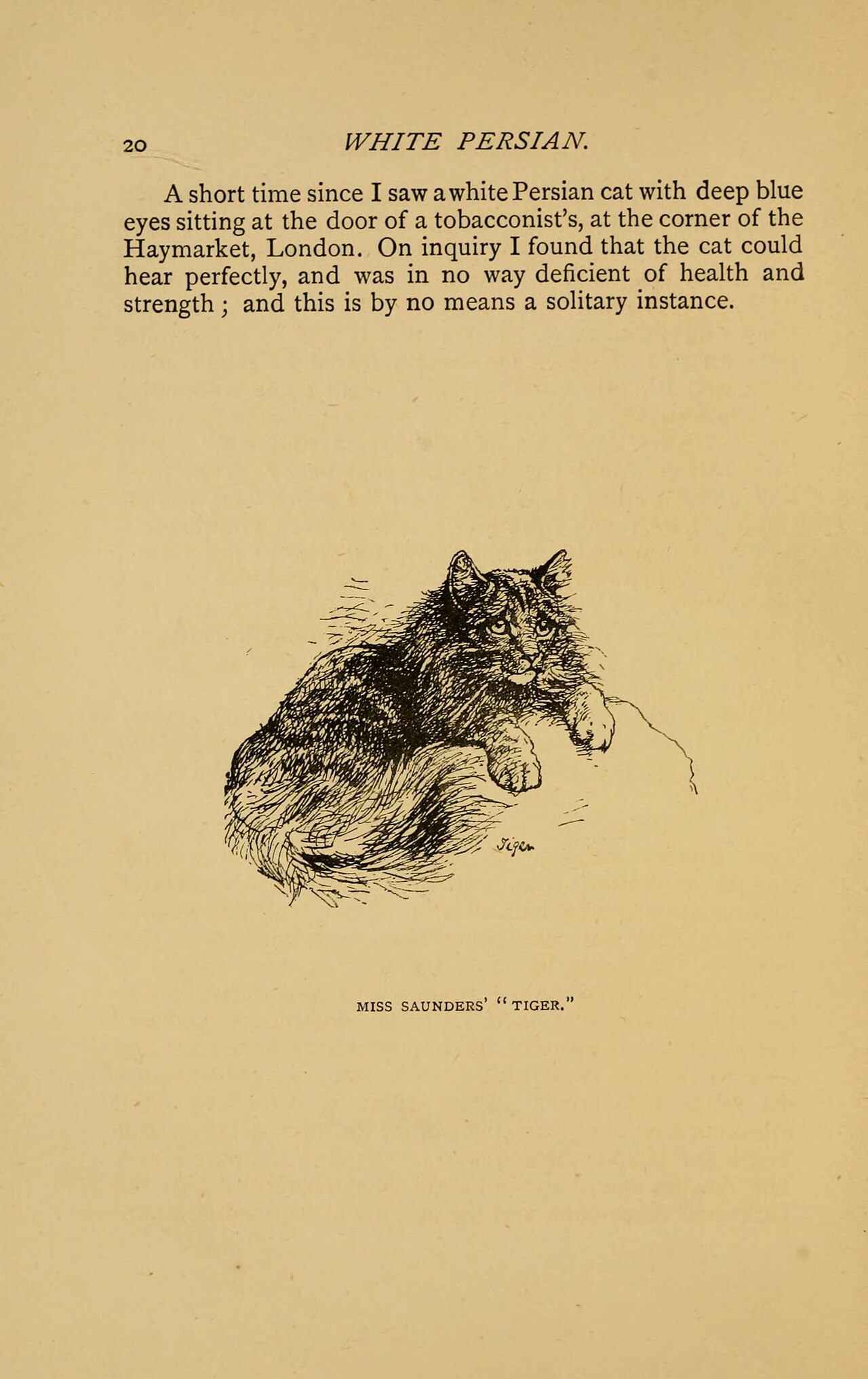 Persian (Modern Persian Cat) — 6