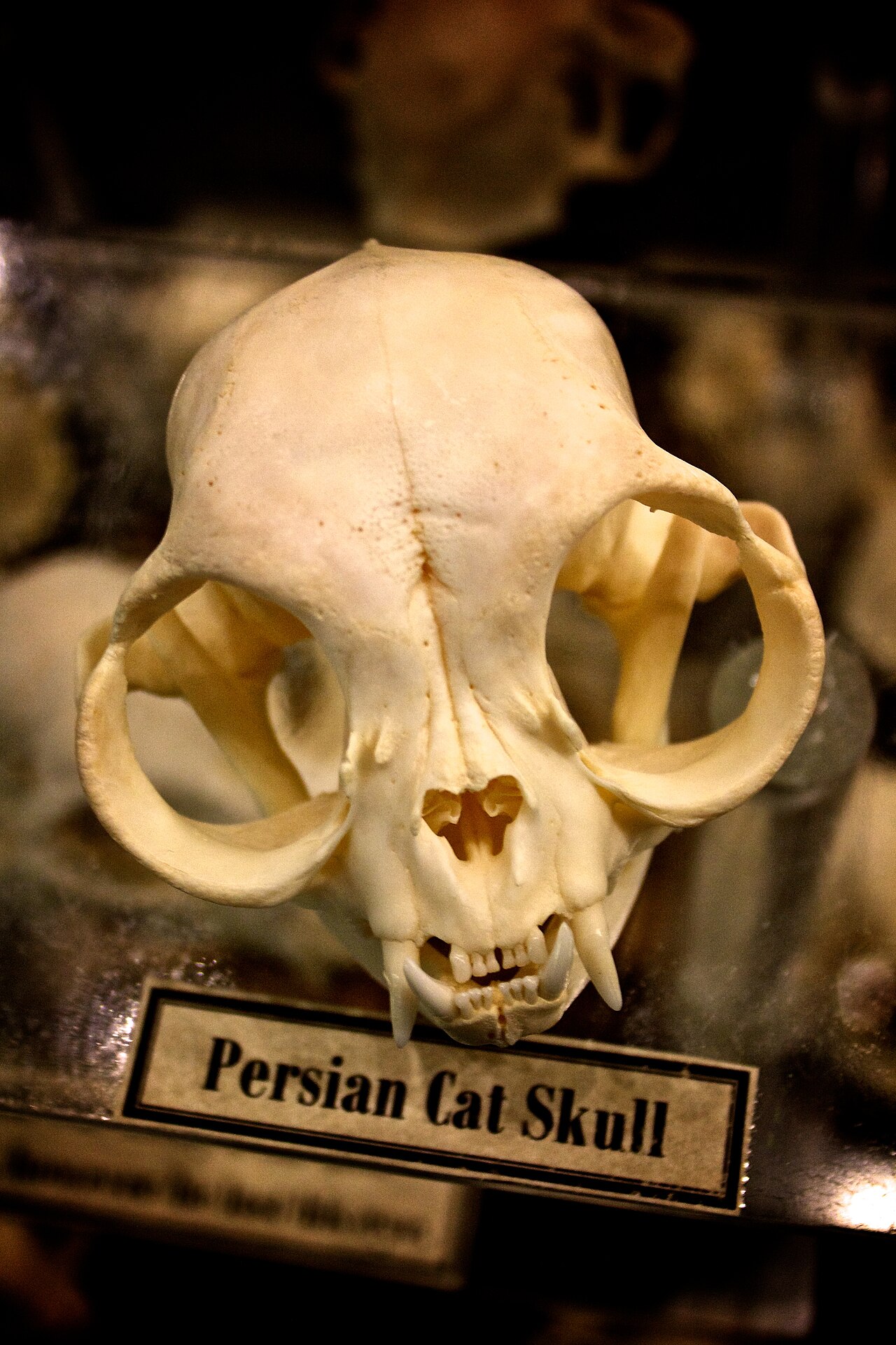 Persian (Traditional Persian Cat) — 5