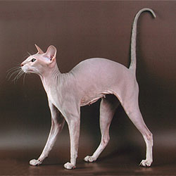 Peterbald — 1