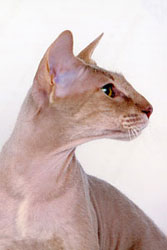 Peterbald — 2