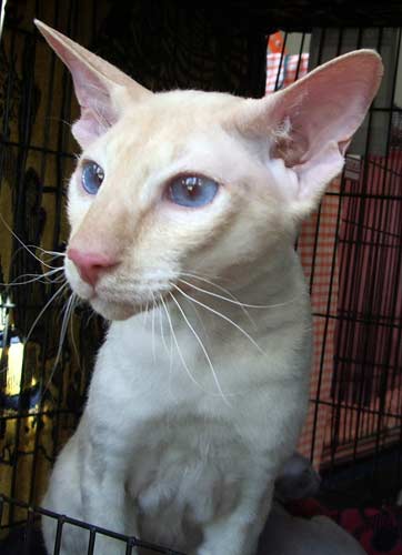 Peterbald — 3