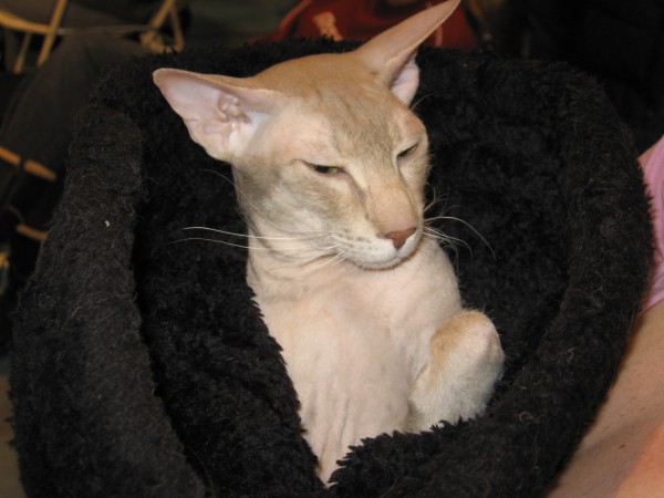 Peterbald — 4