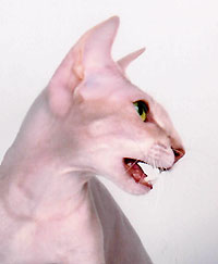 Peterbald — 5
