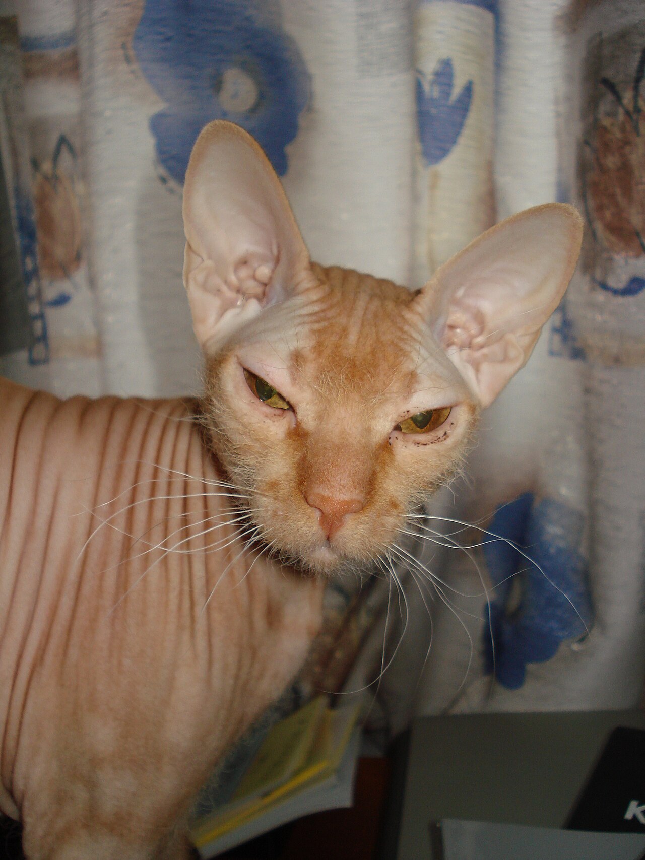Peterbald — 6