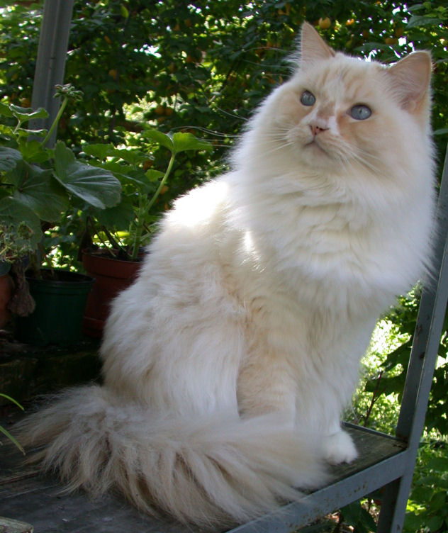 Ragamuffin — 1