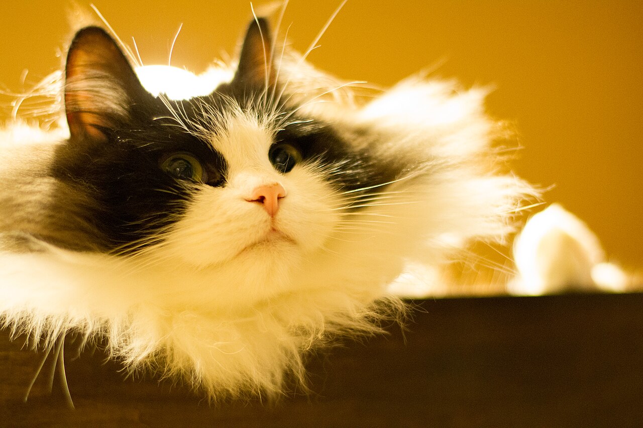 Ragamuffin — 4