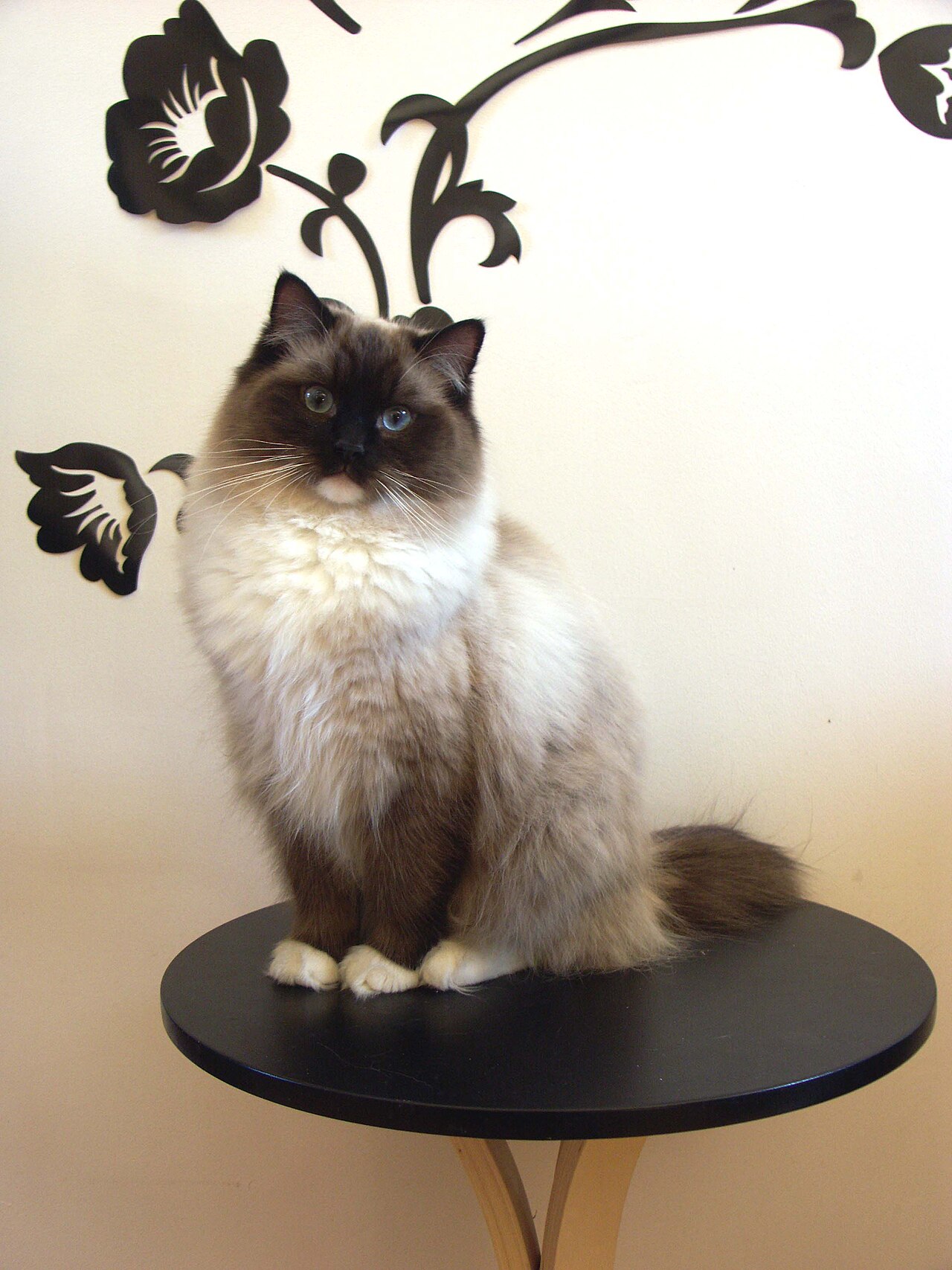 Ragdoll — 1