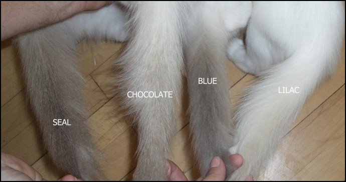 Ragdoll — 2