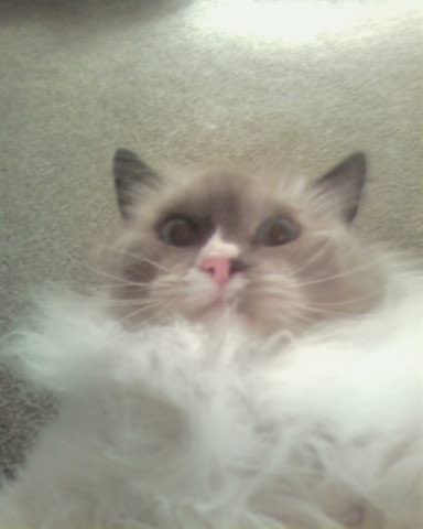 Ragdoll — 3