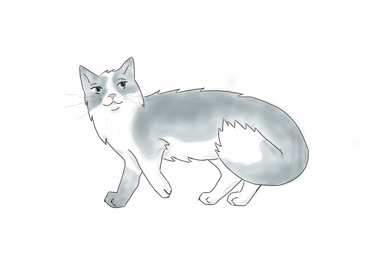 Ragdoll — 4