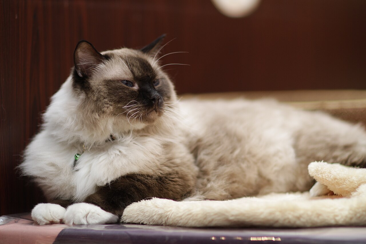 Ragdoll — 5